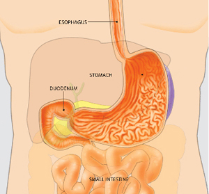 Diagram of Gastrointestinal System